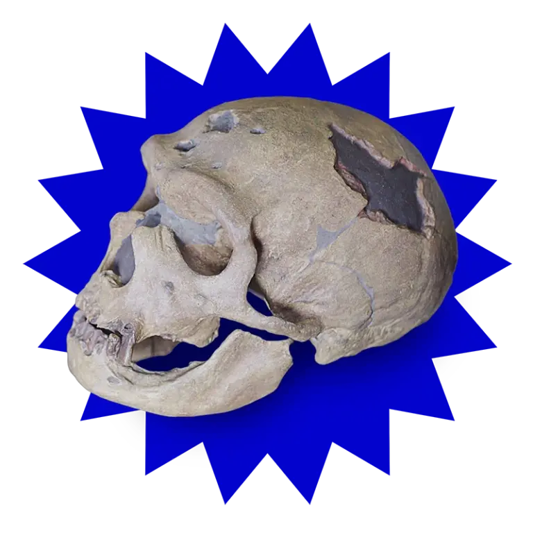 menschlicher Schädel