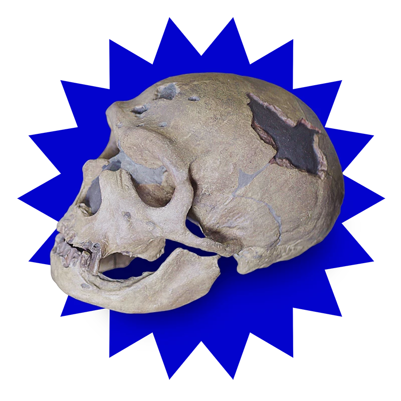 menschlicher Schädel